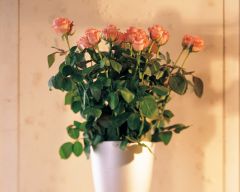 Tapeta Nature Flowers 145.jpg